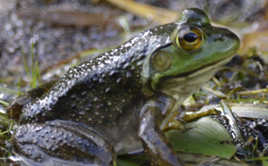 MatureGreenFrogPhotoOnNaturalCrooksDotCom.jpg