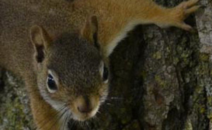 RedSquirrelPhotoOnNaturalCrooksDotCom.jpg