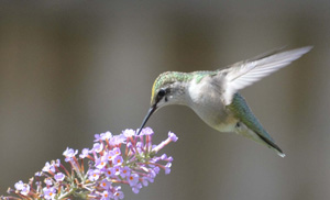 RubyThroatedHummingbirdPhotoOnNaturalCrooksDotCom